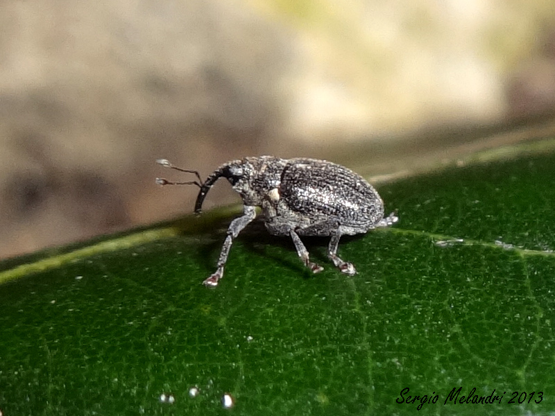 Ceutorhynchus sp.